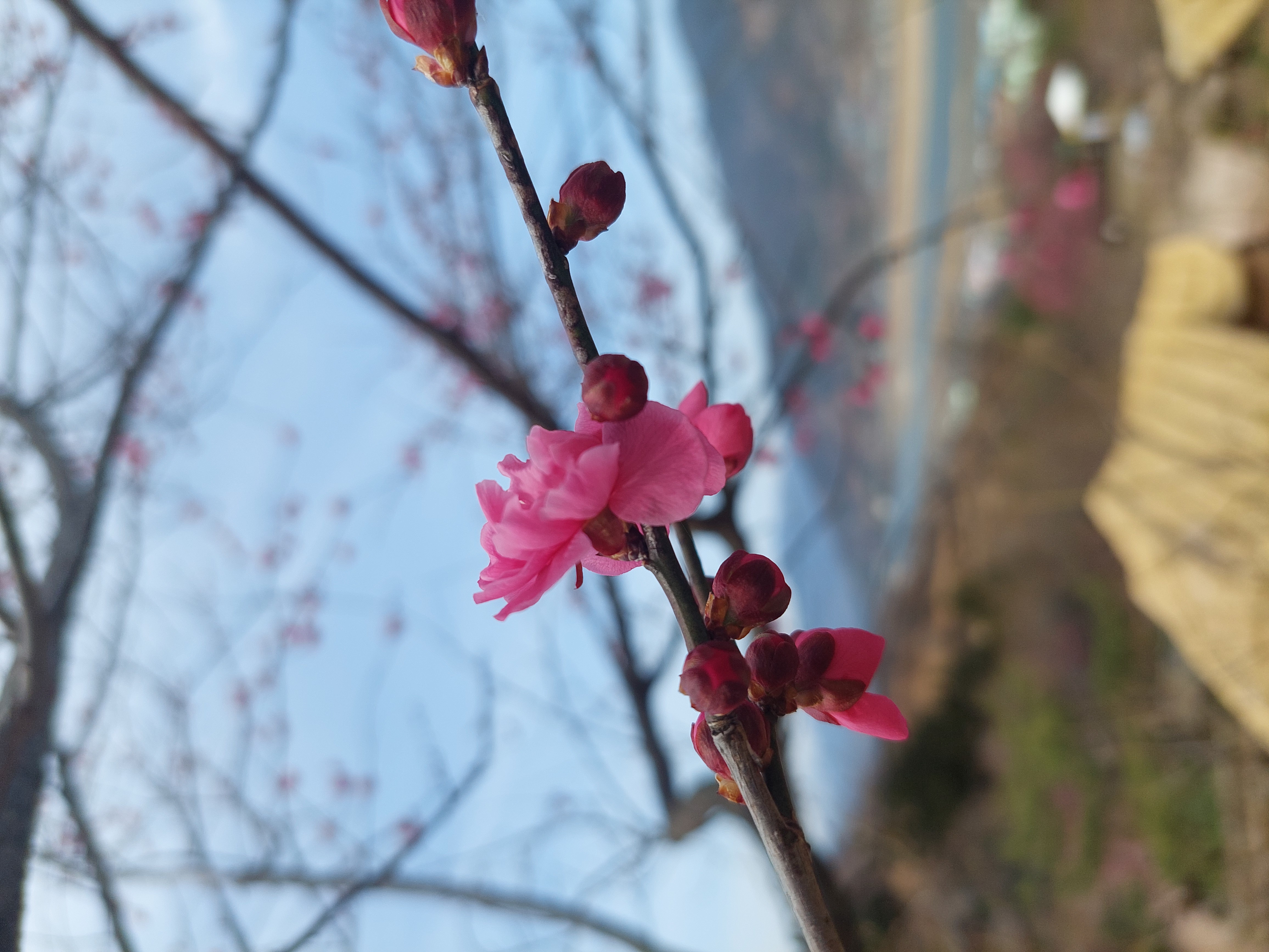 쫓비산