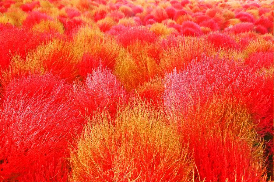 [당일치기 추천] 태안 가을꽃박람회 코리아플라워파크 행사정보 및 주차장 안내