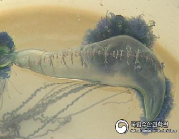 작은부레관해파리