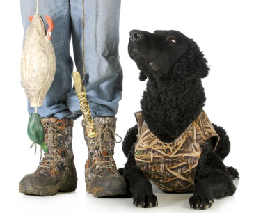 칼리 코티드 리트리버와 사냥꾼들.