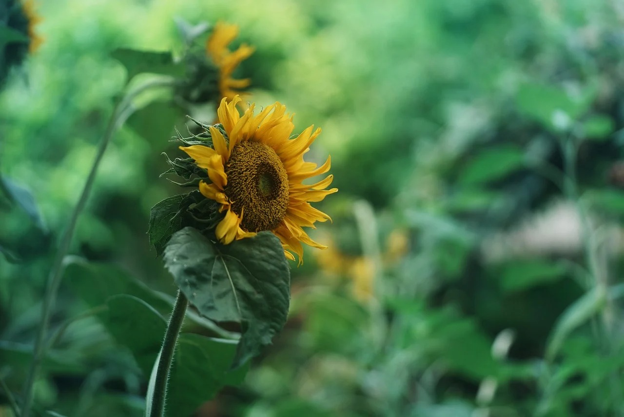 연천 호로고루 해바라기 통일바라기 축제