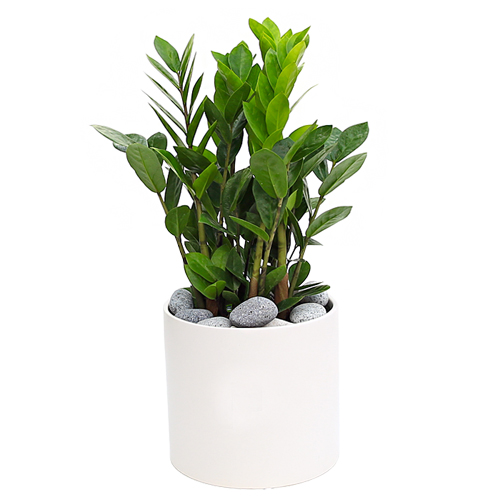 상견례 선물 식물 화분