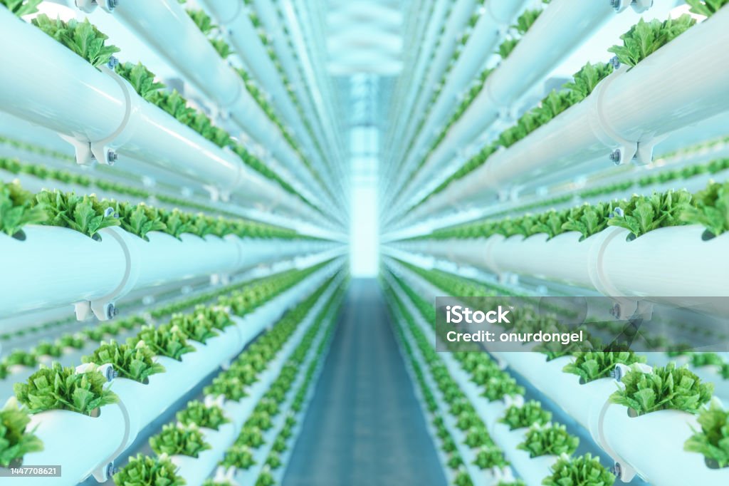 아이와 함께 배우는 수경재배 시스템 종류별 과학 원리