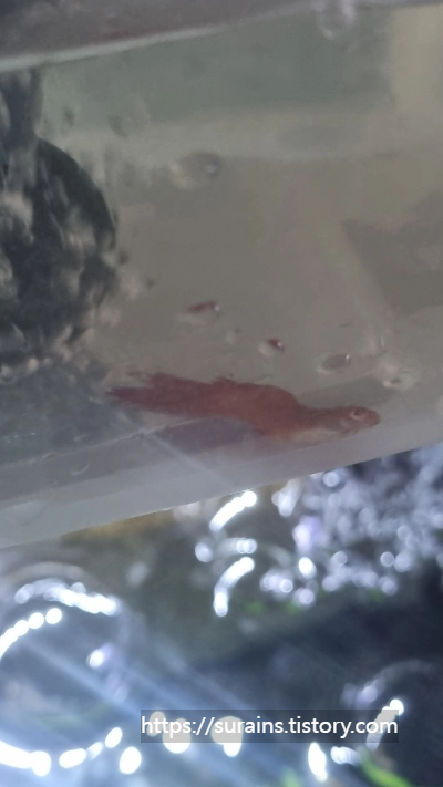 구피 꼬리마름병 갈라짐 네오테라 약욕 사용법 후기