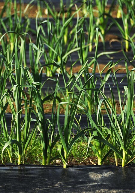 가정용 미니 농업에서 토양관리 노하우