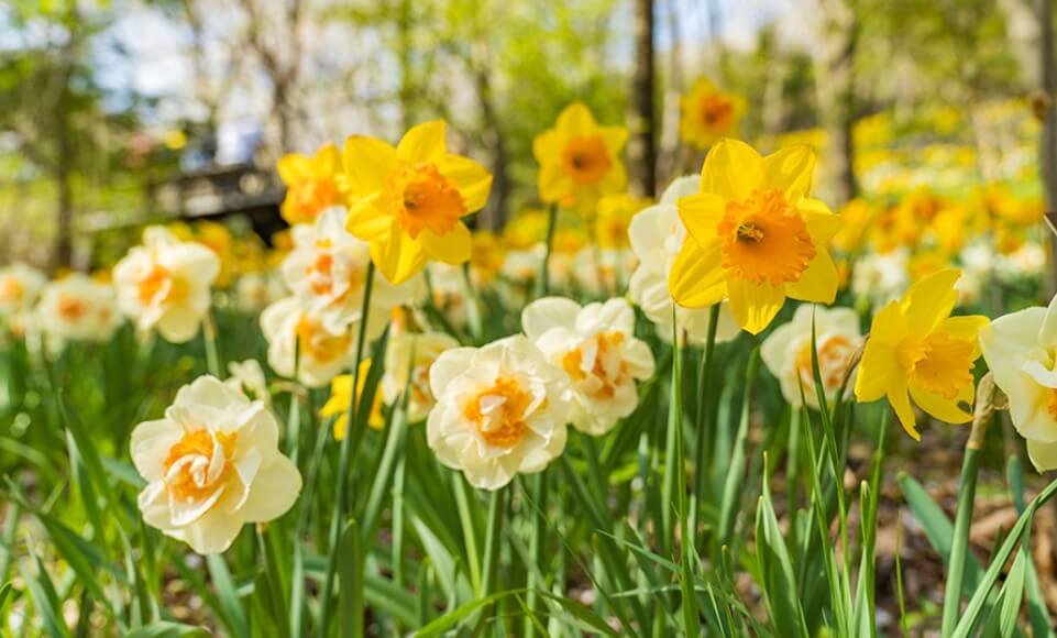 화담숲 예약하기