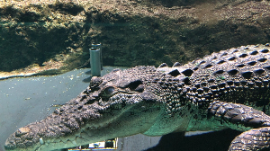 고베 여행 추천 고베 시립 스마 해변 수족원