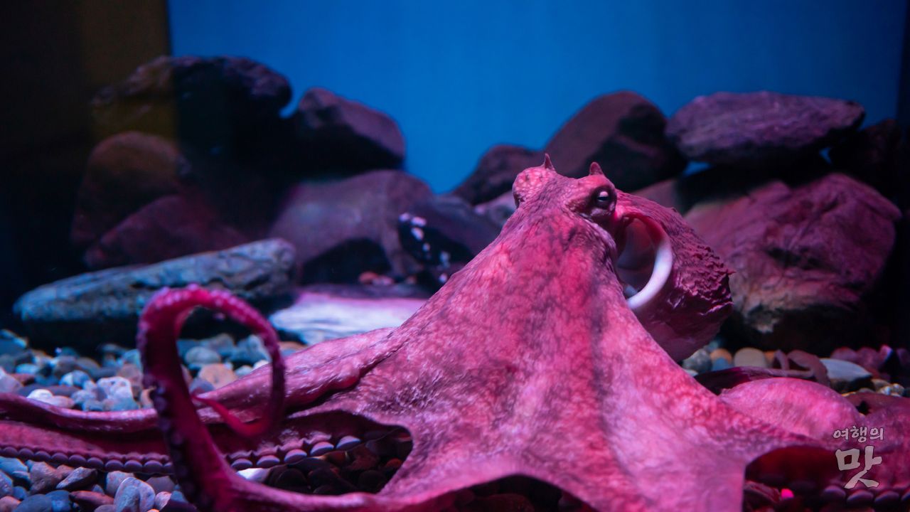 나고야 아쿠아리움 핑크빛 문어