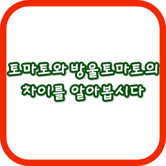 토마토와 방울토마토의 차이