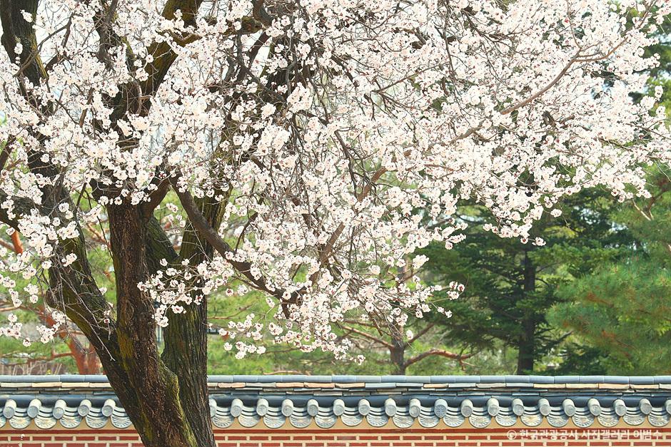 벚꽃 개화시기와 벚꽃명소 경복궁