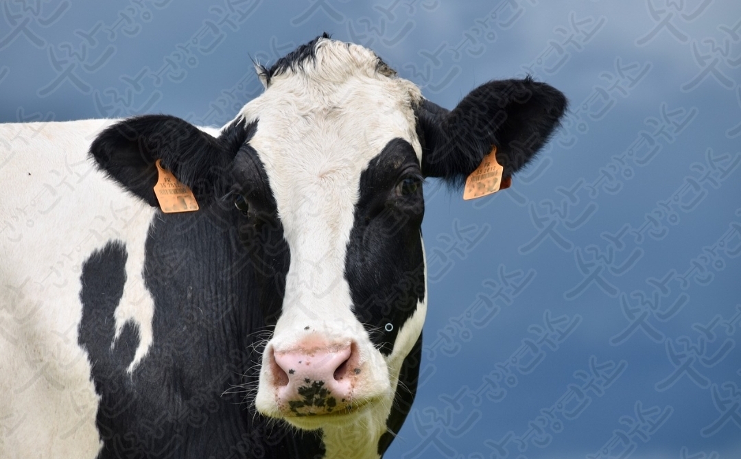 셀트리온 초유 단백질21