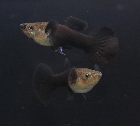 직장인 구피 먹이 주는 방법