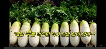 무우 효능 부작용 섭취 방법_7