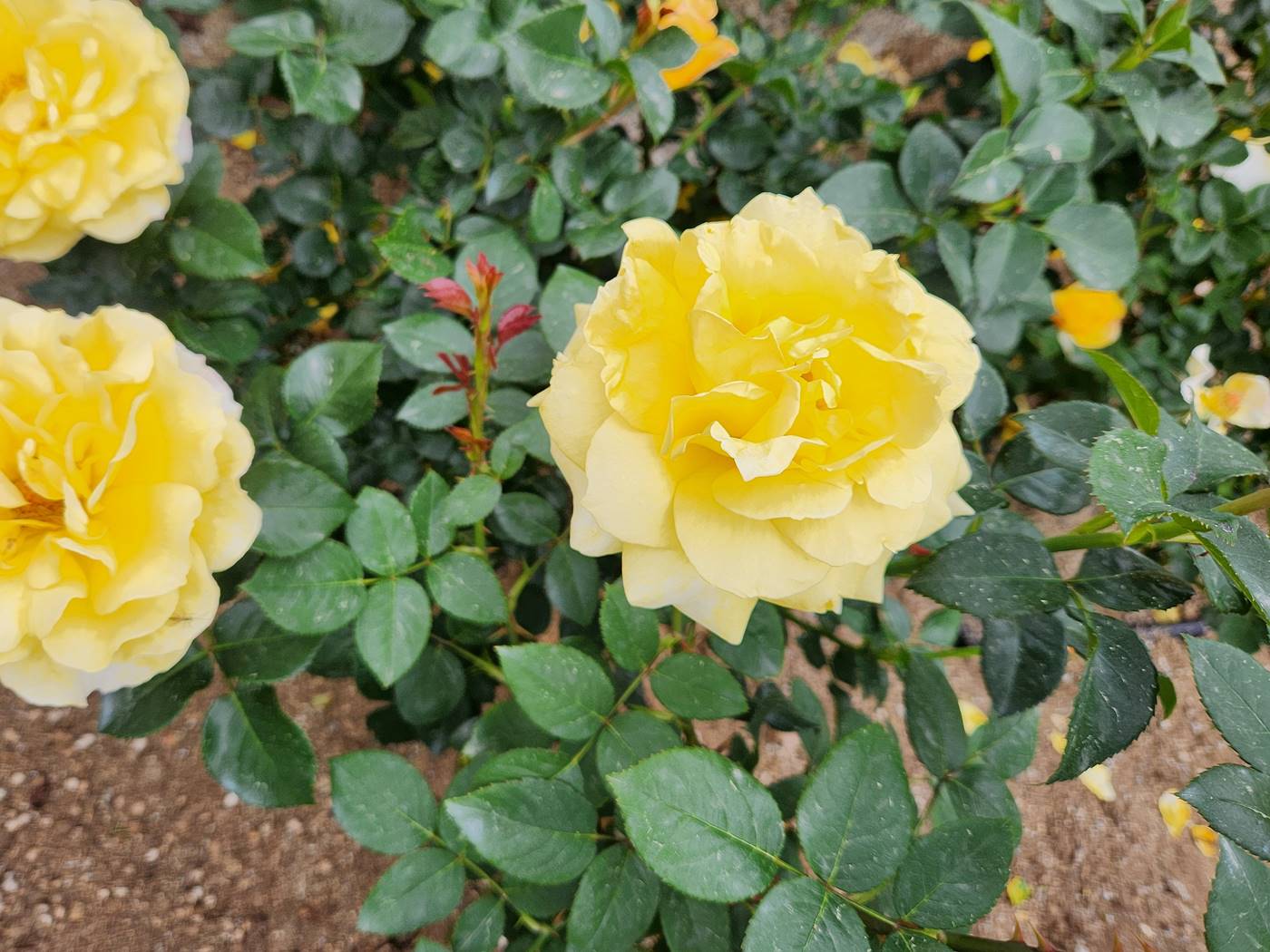 장미 란도라 Landora