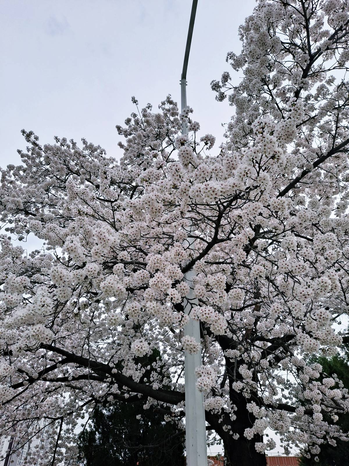 선인재단 벚꽃2