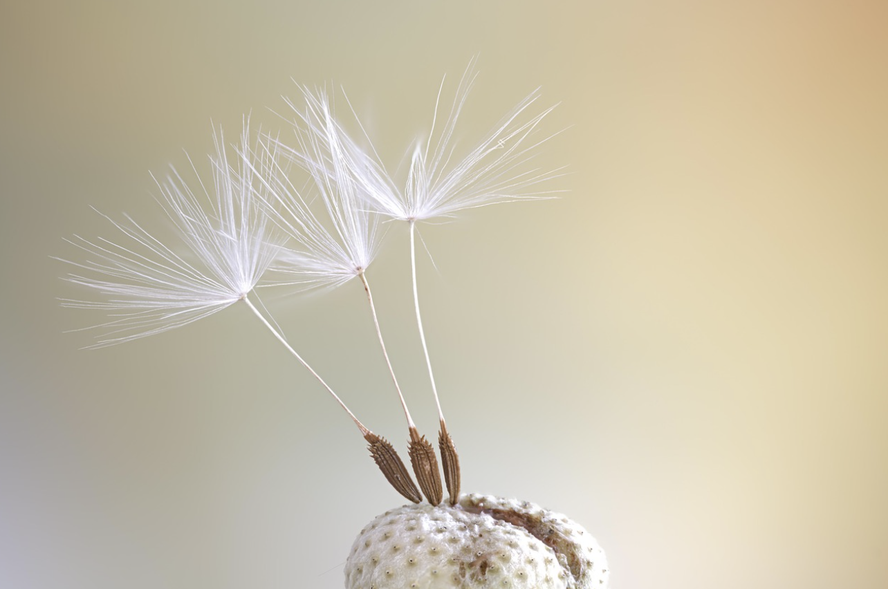 꽃가루로 인한 알레르기