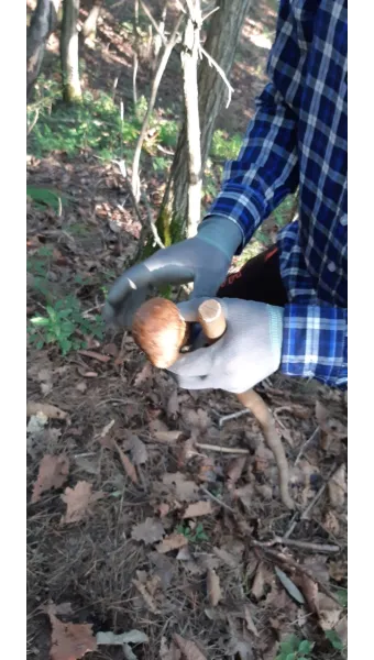 송이버섯 채취시기가격 정보를 확인_6