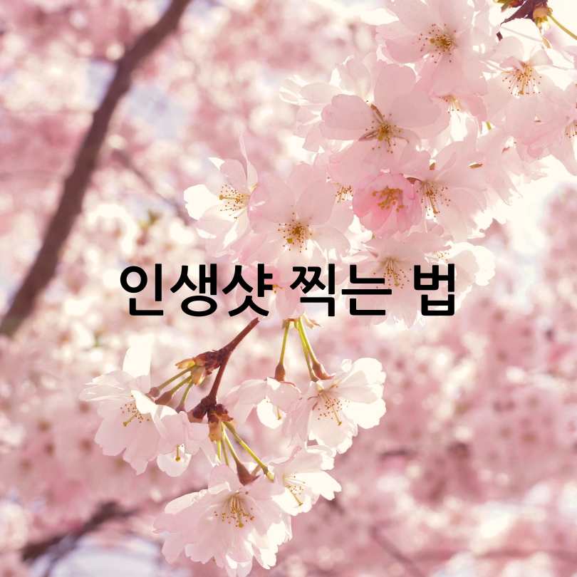 2025 정읍벚꽃축제