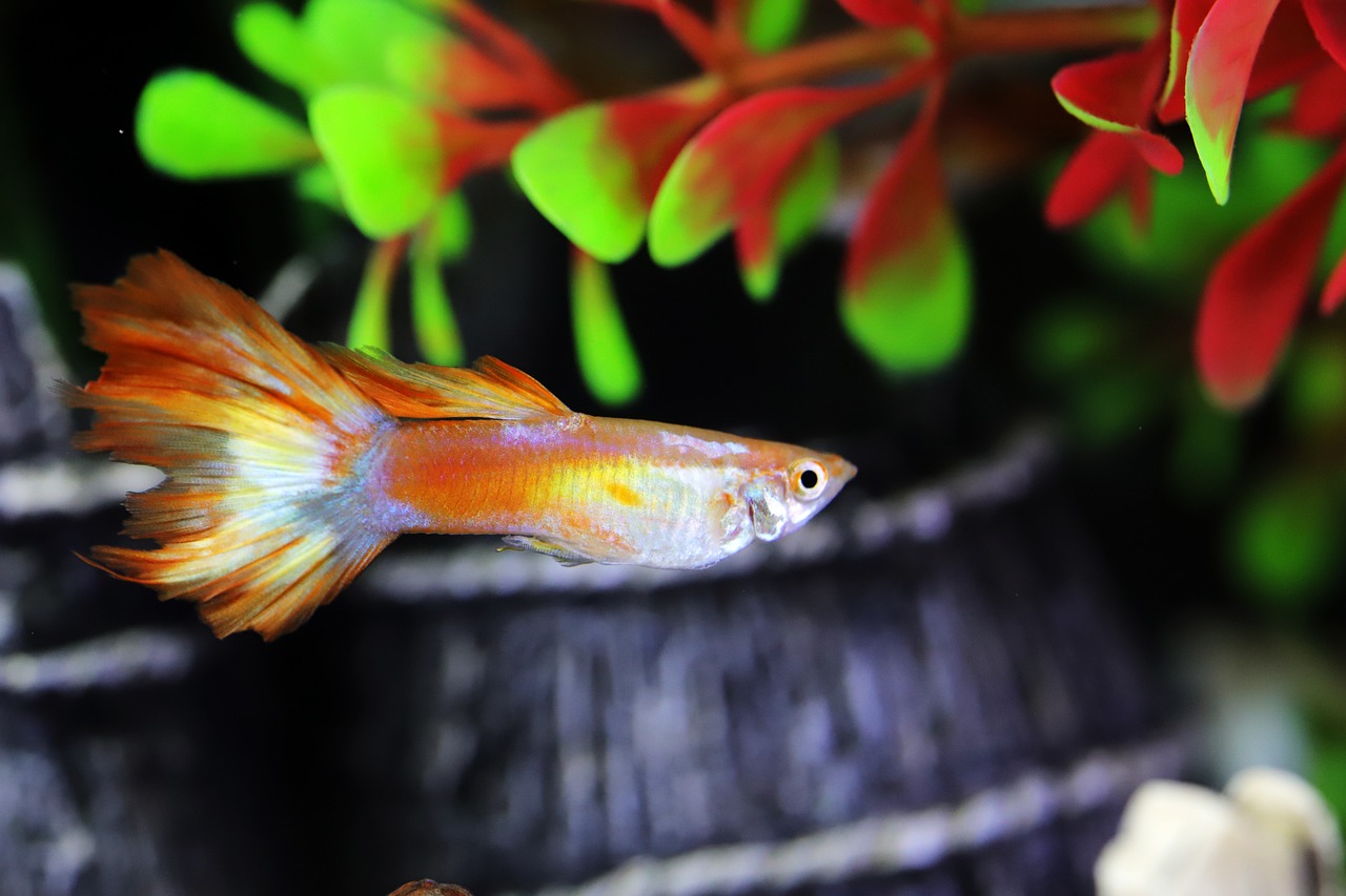 구피 관련 사진