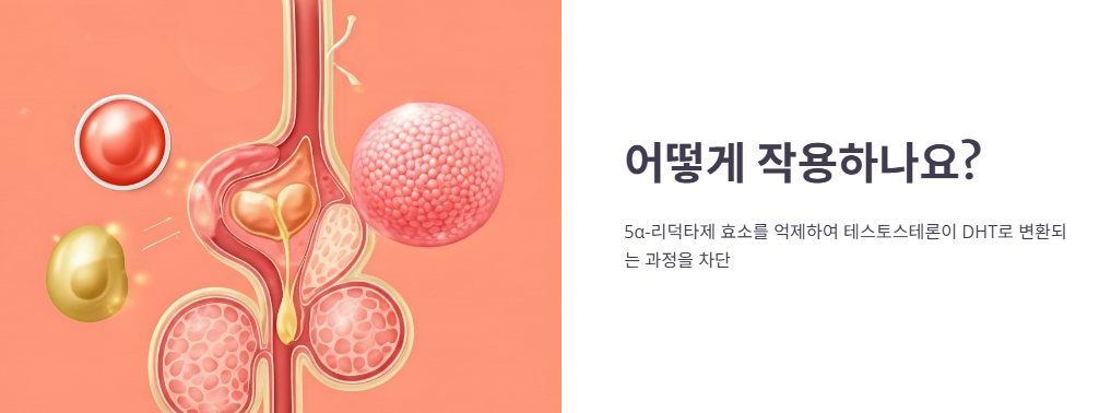 쏘팔메토의 주요 효능과 효과