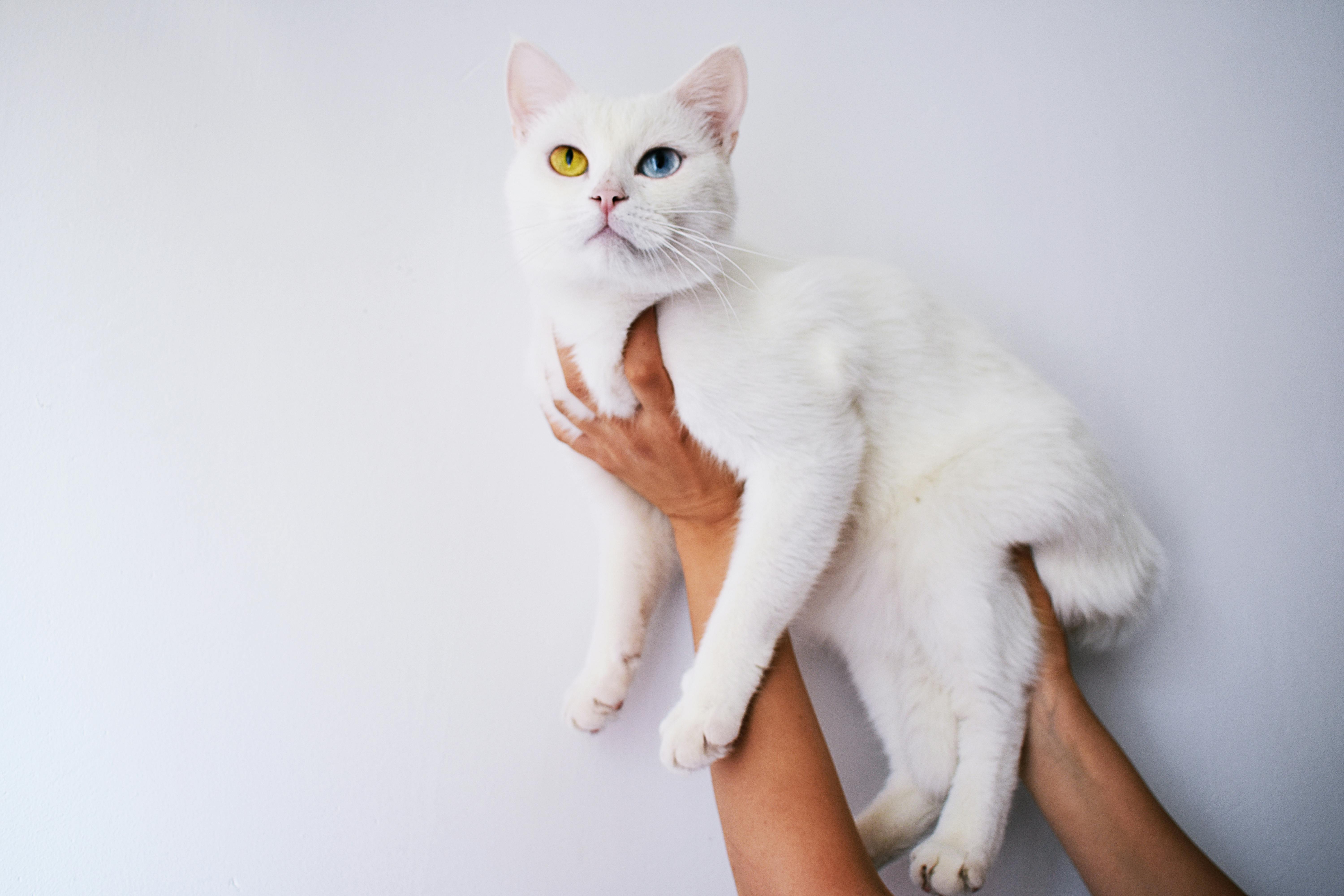 고양이 사진