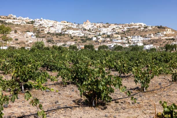 μ±κ²λΉλΉλ°₯ & μμλ₯΄ν°μ½(Assyrtiko) μμΈ νμ΄λ§ο½λ°λ€μ κ°μΉ λ§κ³Ό νμ° λ―Έλ€λμ μ²λν λ§λ¨
