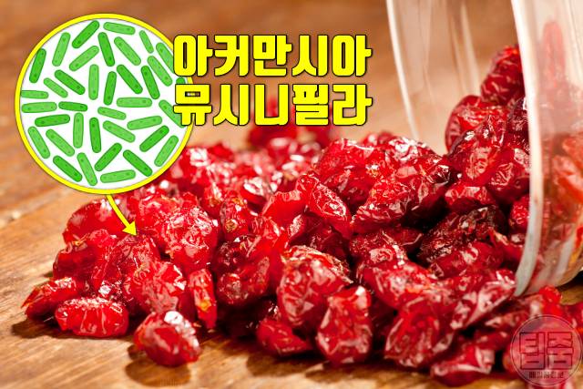 신진대사 높이는 음식 신진대사음식 크랜베리 아커만시아 뮤시니필라