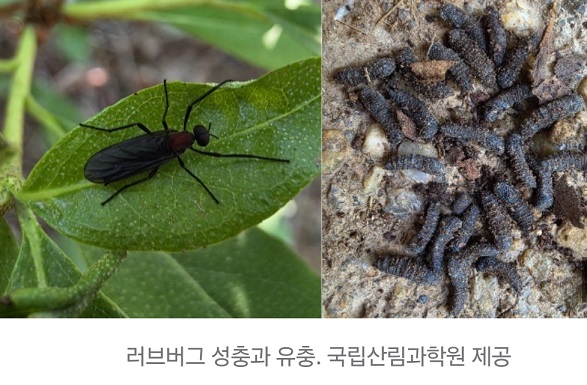 러브버그-지도-앱