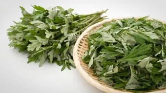 쑥 효능 부작용 하루 섭취량 먹는법_13