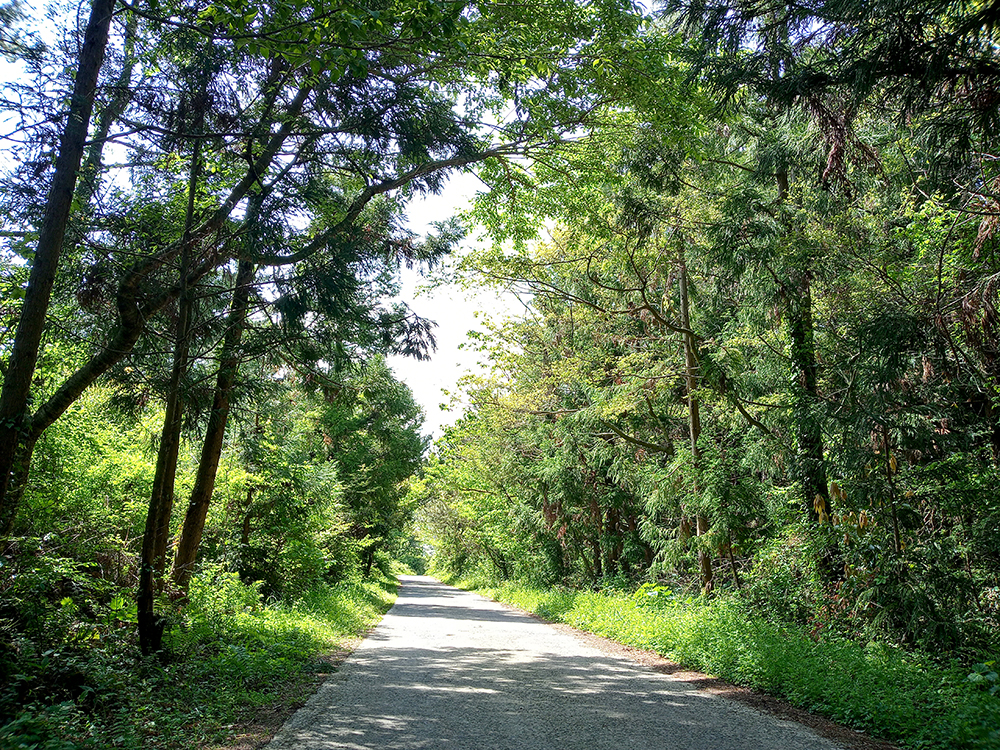 올레14-1코스: 저지예술정보화마을에서 오설록 녹차밭까지