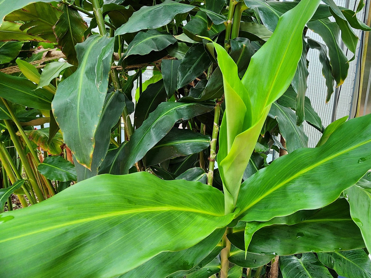 벌집징가(벌집생강)