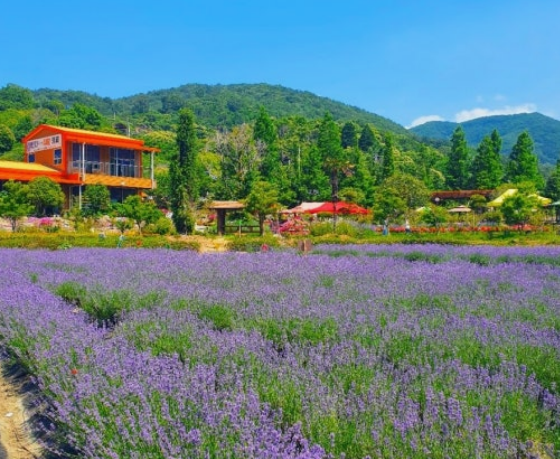 사라실 라벤더 꽃밭 풍경 사진