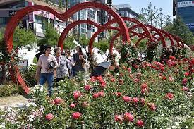 제22회 장미축제 기본정보와 축제 소개 지원이 최수호 출연