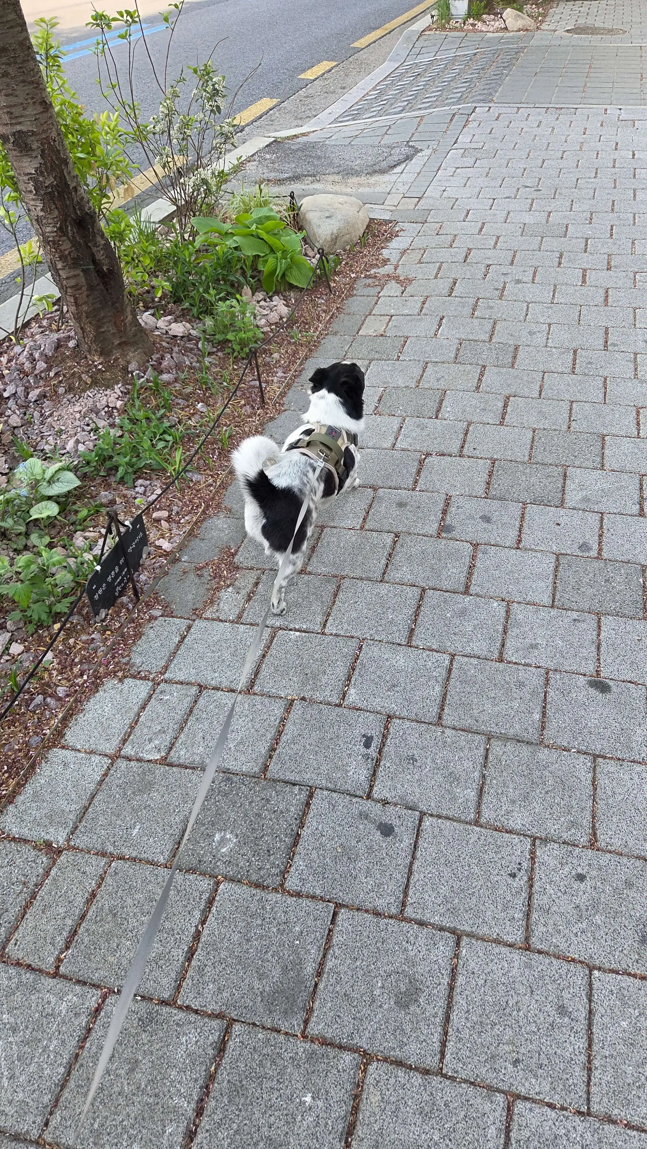 자기 길을 따라 걷는 강아지의 뒷모습, 궤도를 바꾼 삶의 의미