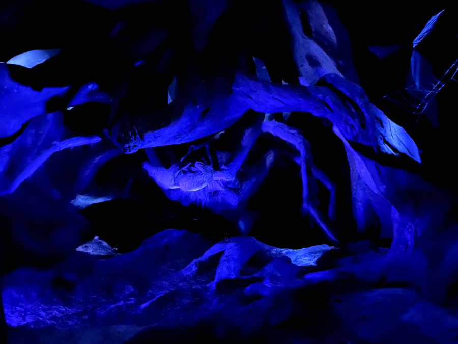 해리포터의 거미 친구 아라고그(Aragog)