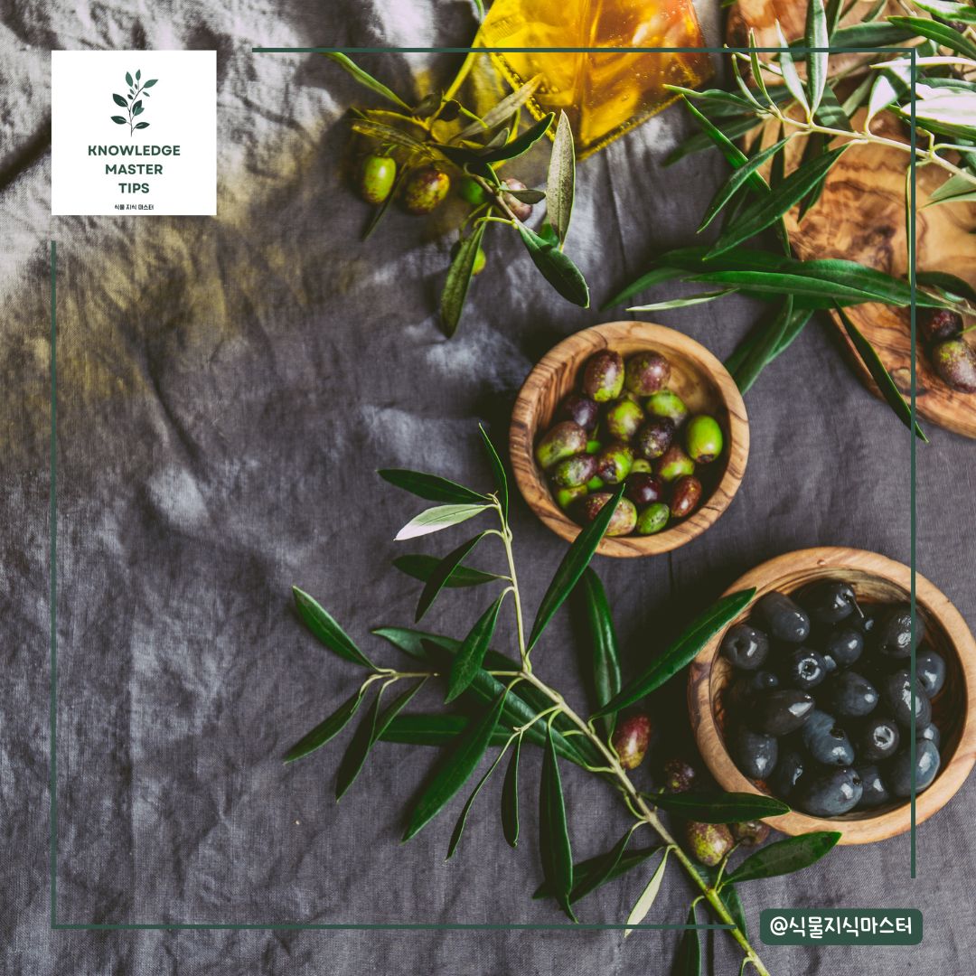 수분 부족 또는 과습