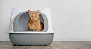 화장실에 있는 고양이