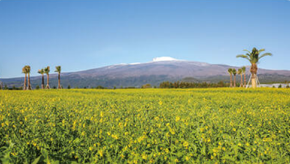 2025년봄꽃개화시기