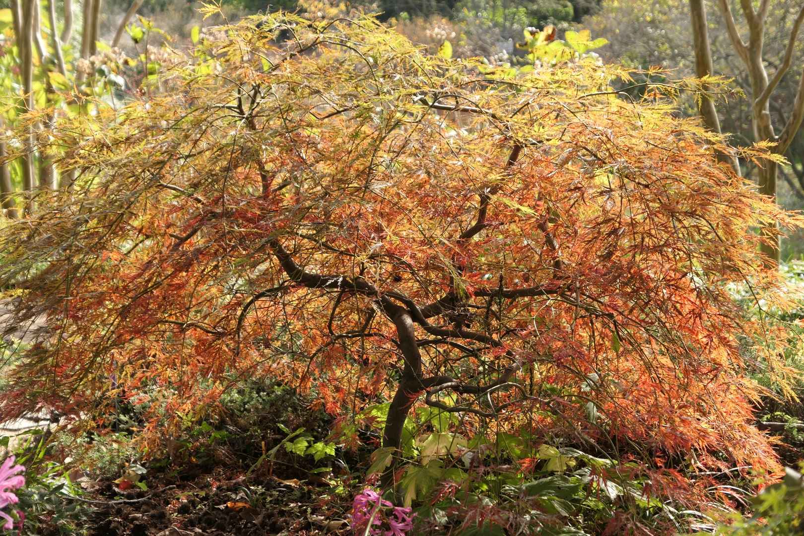 천리포수목원 입장료