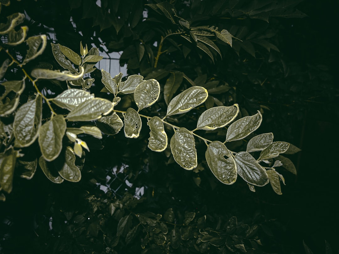 Boswellia