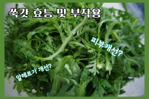 쑥갓 효능 12가지 및 부작용