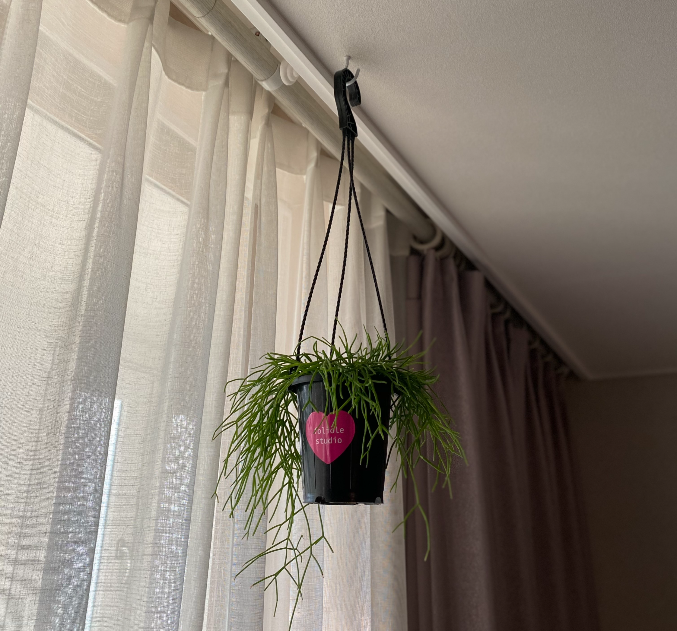 립살리스 폭스테일