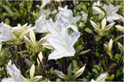 시간이 멈춘 마을, 경남 합천 황매산 철쭉 마을