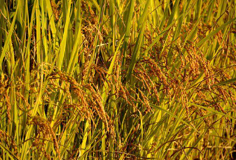 직불금 지원제도