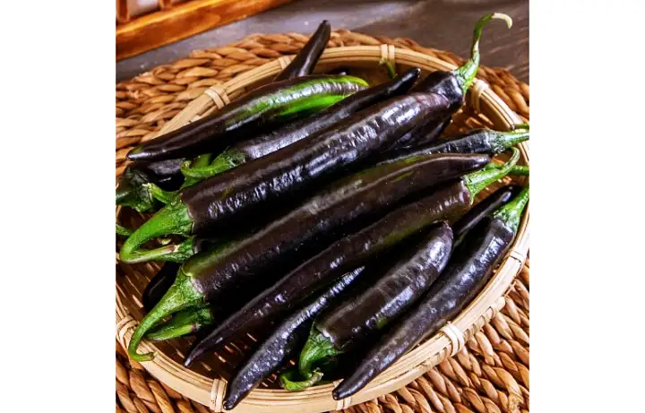 6시내고향 경남 밀양 보라빛 안토시아닌 가득 가지고추 파는 곳 전국 택배 온라인 전화 주문 추천 