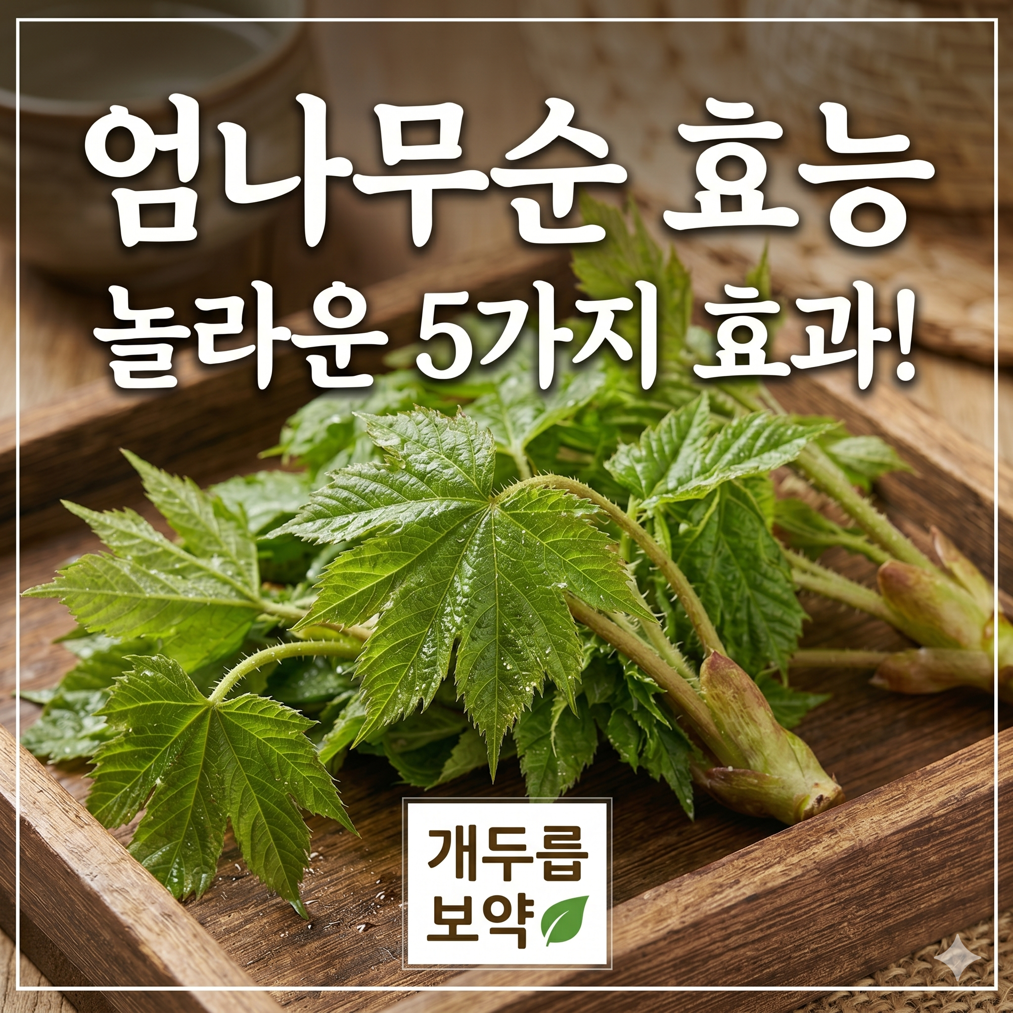 봄철 산삼이라 불리는 엄나무순 효능과 부작용 및 요리법 가이드