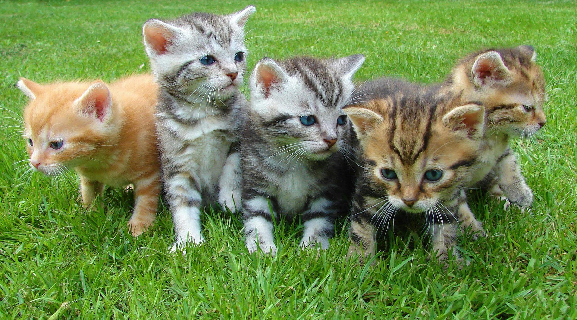꿈해몽 : 고양이 관련(검은 고양이, 흰 고양이, 새끼 낳는, 싸우는 등)