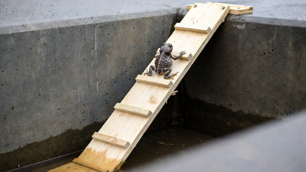 콘크리트 배수로에 설치된 친환경 두꺼비 탈출용 경사로