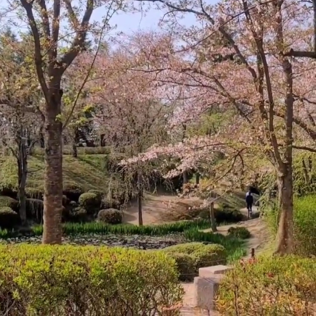 핑크빛 벚꽃 모습