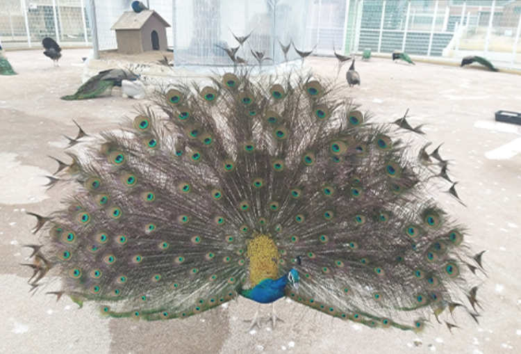 세종 베어트리파크 수목원